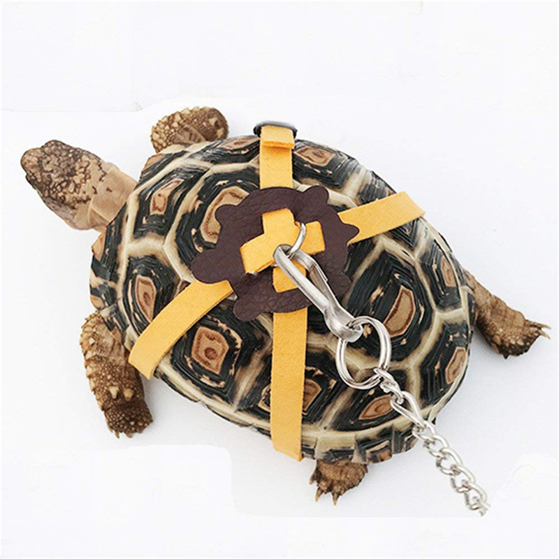 สายรัดควบคุมการเคลื่อนไหวของเต - Water Dish Reptile บทวิจารณ์และราคา