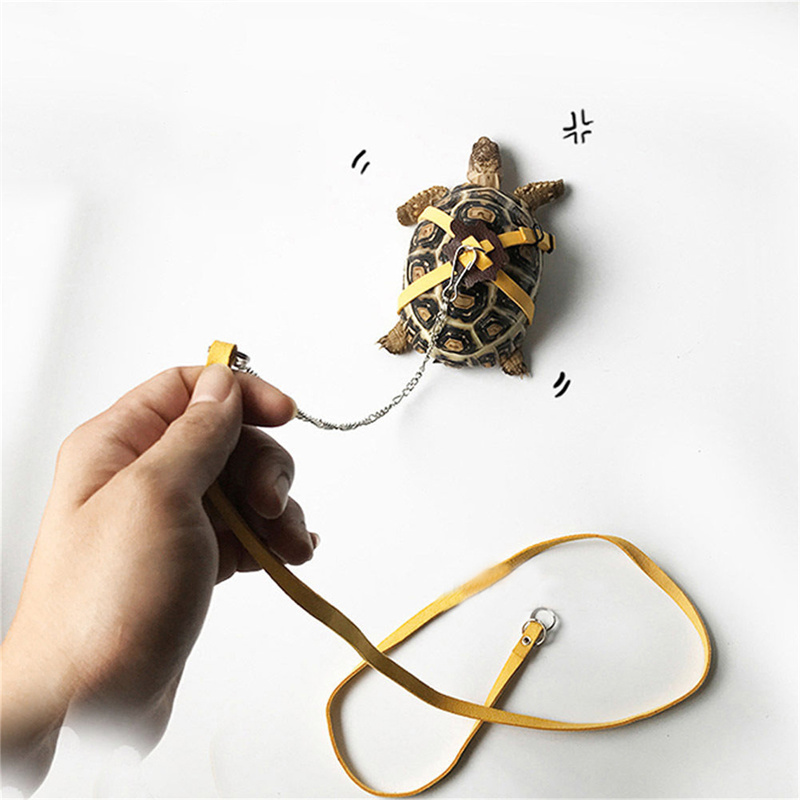 สายรัดควบคุมการเคลื่อนไหวของเต - Water Dish Reptile บทวิจารณ์และราคา