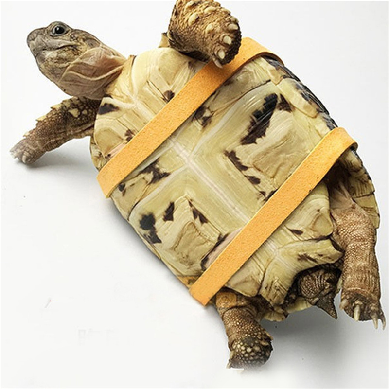 สายรัดควบคุมการเคลื่อนไหวของเต - Water Dish Reptile บทวิจารณ์และราคา